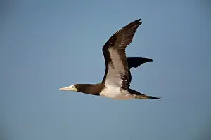 Boobie: Brown Booby