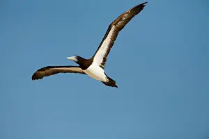 Boobie: Brown Booby