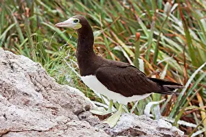 Boobie: Brown Booby