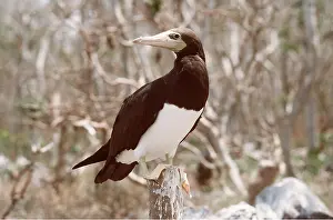 Boobie: BROWN BOOBY