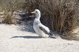 Boobie: Brown Booby - Chick on West Island in the Lacepedes