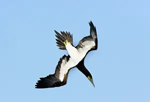 Boobie: Brown Booby - diving