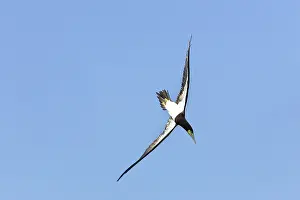 Boobie: Brown Booby - diving
