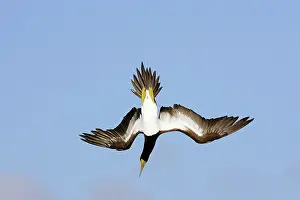 Boobie: Brown Booby - diving