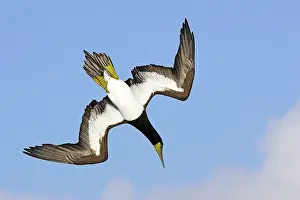 Boobie: Brown Booby - diving