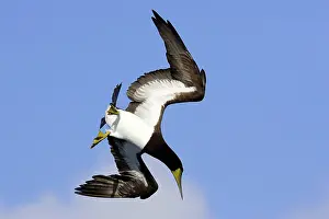 Boobie: Brown Booby - diving