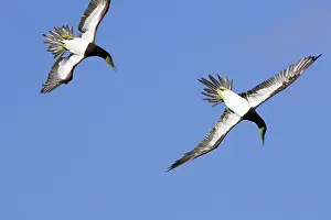 Boobie: Brown Booby - diving