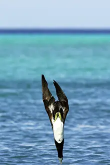 Boobie: Brown Booby - diving
