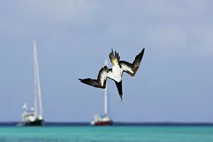 Boobie: Brown Booby - diving