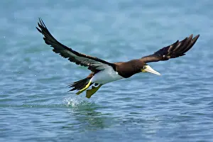 Boobie: Brown Booby - in flight