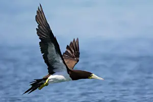 Boobie: Brown Booby - in flight