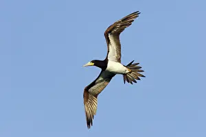 Boobie: Brown Booby - in flight
