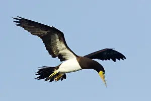 Boobie: Brown Booby - in flight