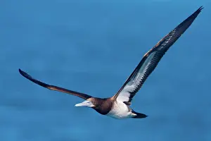 Boobie: Brown Booby - In flight