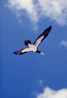 Boobie: BROWN BOOBY - in flight