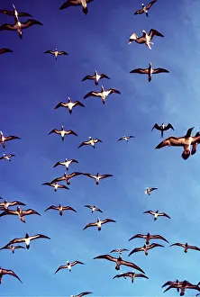 Boobie: BROWN BOOBY - flock in flight