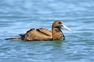 Boobie: Brown Booby - immature