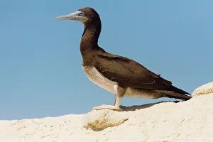 Boobie: Brown Booby - Immature