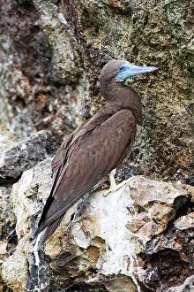 Boobie: Brown Booby. Immature