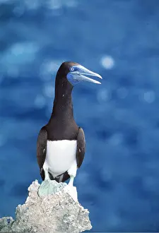 Boobie: Brown BOOBY - perched on rock