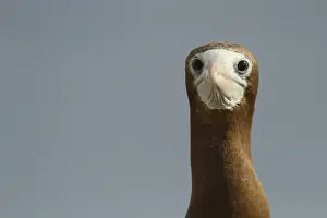 Sulidae: Brown booby (Sula leucogaster) female, Isla Isabella