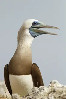 Sulidae: Brown booby (Sula leucogaster) male, Isla Isabella