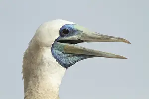 Sulidae: Brown booby (Sula leucogaster) male, Isla Isabella