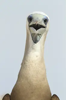 Sulidae: Brown booby (Sula leucogaster) male, Isla Isabella