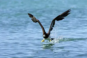 Boobie: Brown Booby - taking off from water