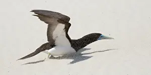 31517: Brown Booby trying to take off into a strong wind blowi