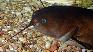 Catfishes: Brown Bullhead / Catfish - freshwaters