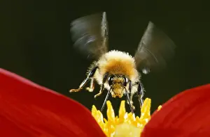 Bombus: Brown Bumblebee