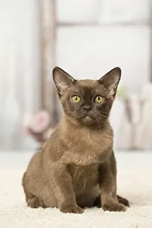 Burmeses: Brown Burmese cat indoors Brown Burmese cat indoors