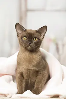 Burmeses: Brown Burmese cat indoors Brown Burmese cat indoors