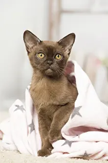 Burmeses: Brown Burmese cat indoors Brown Burmese cat indoors