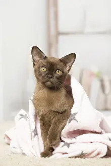 Burmeses: Brown Burmese cat indoors Brown Burmese cat indoors