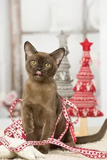 Burmeses: Brown Burmese cat indoors Brown Burmese cat indoors