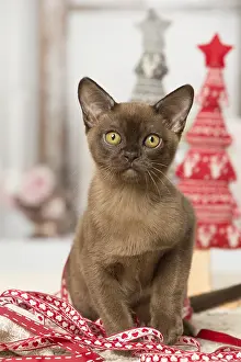 Burmeses: Brown Burmese cat indoors Brown Burmese cat indoors