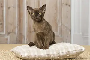 Burmeses: Brown Burmese cat indoors Brown Burmese cat indoors