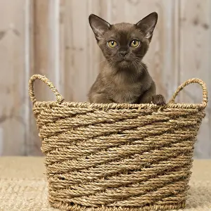 Burmeses: Brown Burmese cat indoors Brown Burmese cat indoors