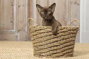 Burmeses: Brown Burmese cat indoors Brown Burmese cat indoors