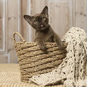 Burmeses: Brown Burmese cat indoors Brown Burmese cat indoors