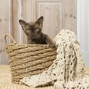 Burmeses: Brown Burmese cat indoors Brown Burmese cat indoors