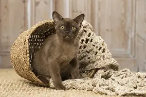 Burmeses: Brown Burmese cat indoors Brown Burmese cat indoors
