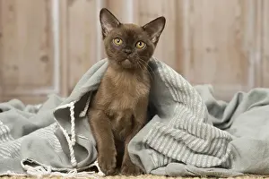 Burmeses: Brown Burmese cat indoors Brown Burmese cat indoors