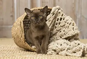 Baskets: Brown Burmese cat indoors Brown Burmese cat indoors
