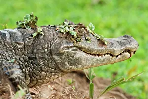 Caiman: Brown Caiman (Caiman crocodilus fuscus)