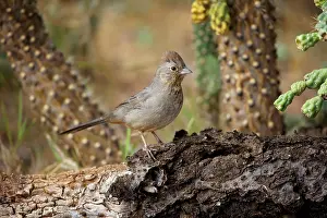 Towhee: Brown / Canyon Towhee