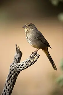 Towhee: Brown / Canyon Towhee - Perched on cactus