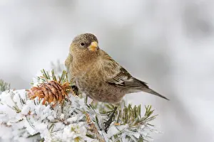 Leucosticte: Brown-capped Rosy-Finch